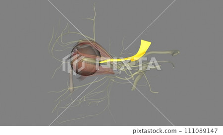 Eye movement; pupil constriction. Trochlear Nerve, Eye movement . 111089147