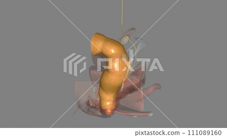 rectum is at the end of your colon and on the other side of your anal canal rectum is at the end of your colon and on the other side of your anal canal 111089160