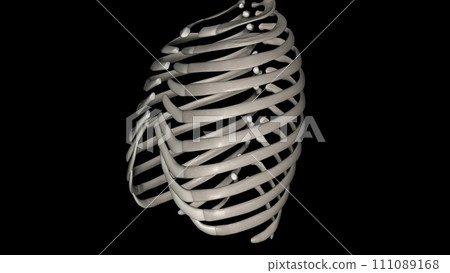 Human ribs are flat bones that form part of the rib cage to help protect internal organs. Humans usually have 24 ribs, in 12 pairs 111089168