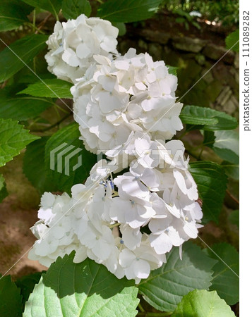 Hydrangea in full bloom (white)〈Honkoji Temple/Koda Town, Aichi Prefecture〉 111089282