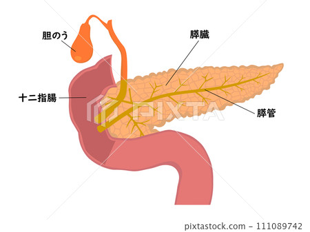 胰臟、胰管、膽囊和十二指腸各部分的名稱 111089742