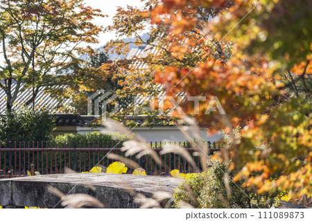 秋天的京都、嵯峨嵐山、天龍寺的放生池，蒲葦隨風搖曳 111089873