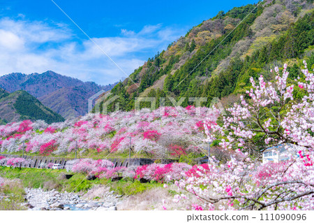 [Togenkyo] Hanamomo no Sato in Achi Village [Nagano Prefecture] 111090096