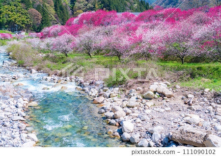 [Togenkyo] Hanamomo no Sato in Achi Village [Nagano Prefecture] 111090102