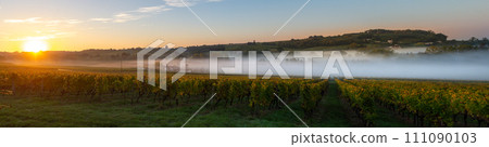 Sunset landscape and smog in bordeaux wineyard, Loupiac, France, Europe 111090103