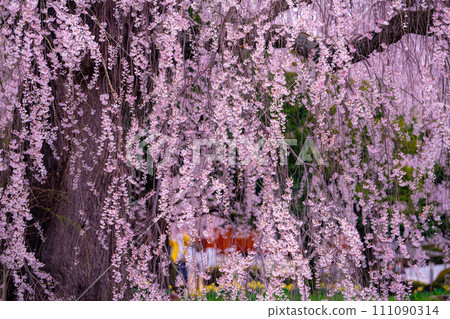 [Cherry blossom material] Weeping cherry blossoms, flower rafts and reflections [Nagano Prefecture] 111090314