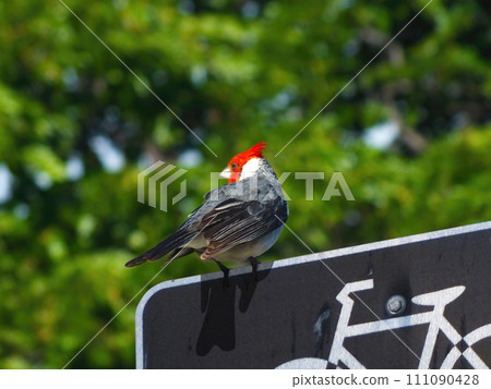 一種在夏威夷可見的紅頭鳥。 111090428