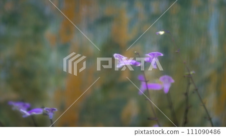 Mona Lavender flower soft focus. Mona Lavender flower soft focus. 111090486