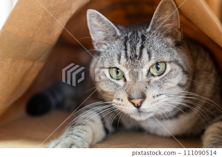 Cat in a paper bag Sabatra cat 111090514