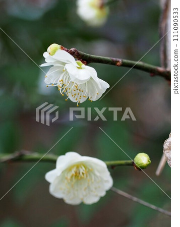 Close-up of double white plum blossoms (plum branch with white flowers and buds) 111090533