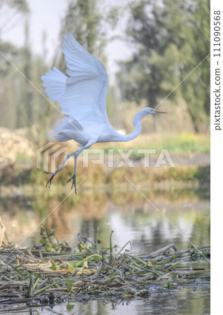 An eastern great egret or Ardea alba modesta flying in Xochimilco lake Mexico City, a white heron in the genus Ardea, a large heron bird with all-white plumage. 111090568