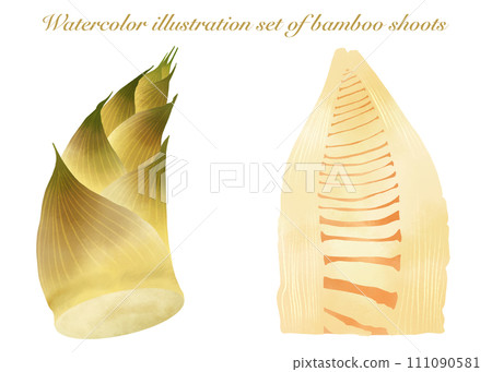 Illustration material set of bamboo shoots drawn in watercolor Illustration material set of bamboo shoots drawn in watercolor 111090581