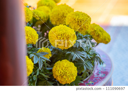 beautiful yellow flower in nature beautiful yellow flower in nature 111090697