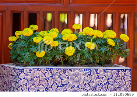 beautiful yellow flower in nature 111090699