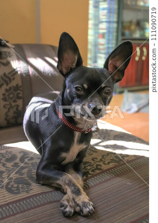A young cute black Chihuahua dog lounging on a couch, casually crossing his legs and soaking up the sun. A young cute black Chihuahua dog lounging on a couch, casually crossing his legs and soaking up the sun. 111090719