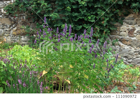 Flowering Agastache foeniculum, also called anise hyssop in country herb garden 111090972