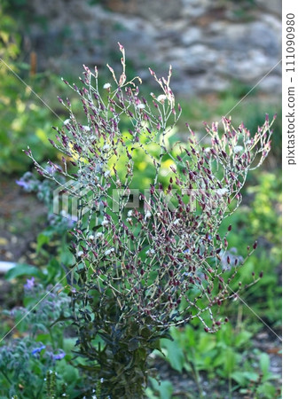 Lettuce plant Lactuca sativa grown for seeds. Lettuce plant Lactuca sativa grown for seeds. 111090980