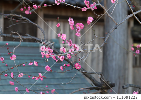 Pink plum blossoms blooming in the winter park Pink plum blossoms blooming in the winter park 111091222