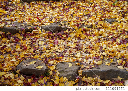 Carpet of fallen leaves 111091251