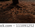Carpet of fallen leaves 111091252