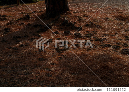 Carpet of fallen leaves 111091252