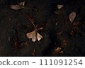 Fallen leaves  111091254
