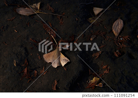 落葉 111091254