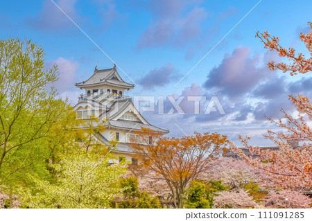 Nagahama, Shiga, Japan. Apr 10, 2024. The Nagahama Castle during spring surrounded by Sakura trees. Nagahama, Shiga, Japan. Apr 10, 2024. The Nagahama Castle during spring surrounded by Sakura trees. 111091285
