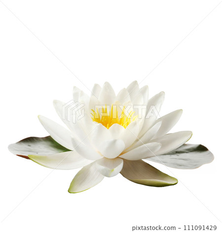 White water lily isolated on white background 111091429