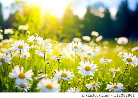 Field of daisies at sunny day. AI content Field of daisies at sunny day. AI content 111091901