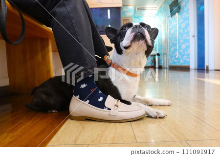 波士頓梗犬 Mighty 在獸醫醫院的候診室等待著♡ 111091917