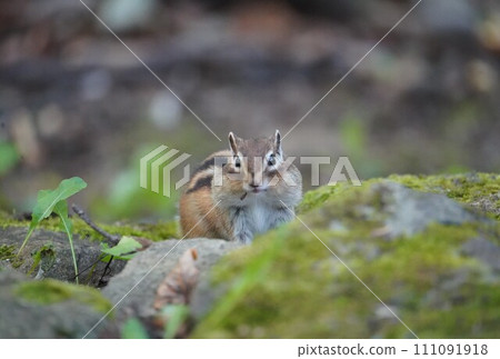 Chipmunk with cute bulging cheeks 111091918