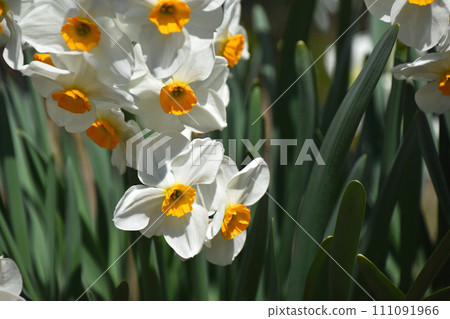 Nihonseizen (Japan Narcissus) 111091966