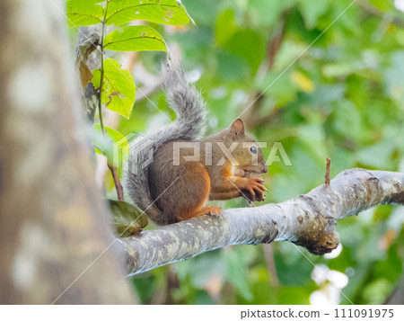 Wild squirrel Wild squirrel 111091975