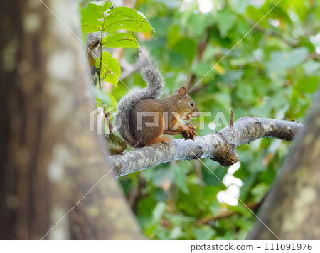Wild Japanese squirrel stuffing its mouth with walnuts Wild Japanese squirrel stuffing its mouth with walnuts 111091976