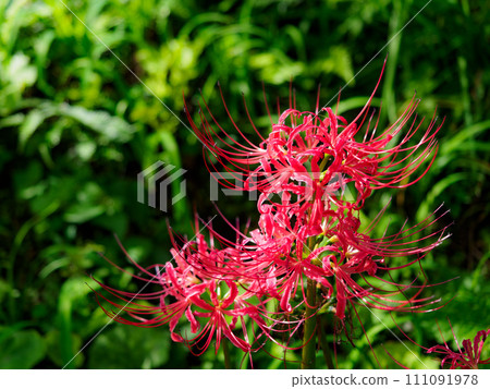 A photo of Higanbana with green background 111091978
