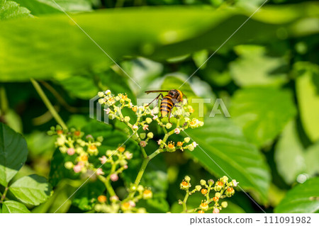 Thrush flowers and wasps Thrush flowers and wasps 111091982