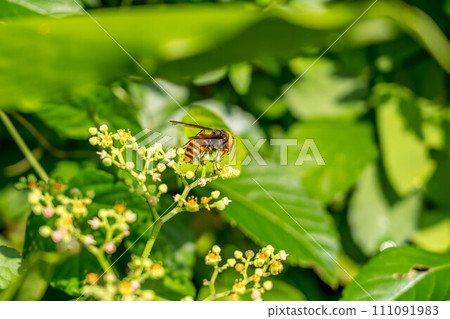 Thrush flowers and wasps 111091983