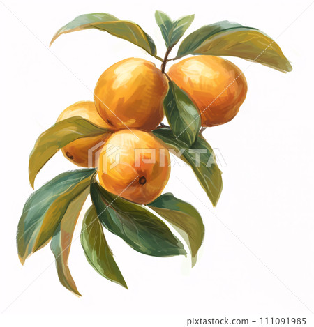 Loquat watercolor illustration 111091985