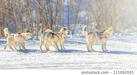 Siberian Husky in harness ready to start on soft sunlight 111092085