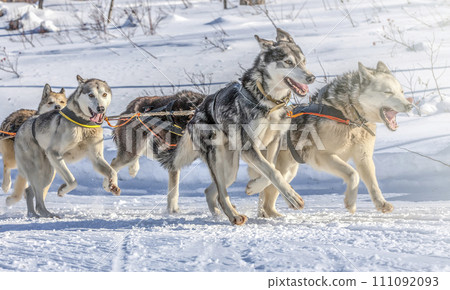 Husky dogs are pulling sledge at sunny winter forest in Kamchatka 111092093