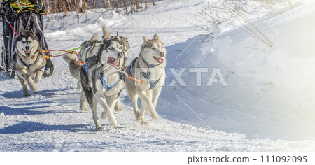 Husky dogs are pulling sledge at sunny winter forest in Kamchatka, Russia Husky dogs are pulling sledge at sunny winter forest in Kamchatka, Russia 111092095