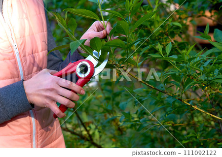 Garden care. Trimming with scissors secateurs extra branches on a fruit tree. Garden care. Trimming with scissors secateurs extra branches on a fruit tree. 111092122