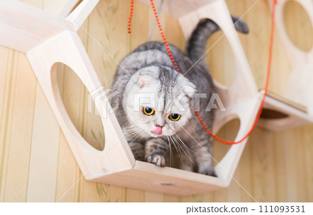 Gray scottish fold cat interested with hanging beads while walking on wall mounted wooden shelf 111093531