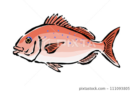 Hand-drawn Japanese style illustration material of cherry blossom sea bream Hand-drawn Japanese style illustration material of cherry blossom sea bream 111093805