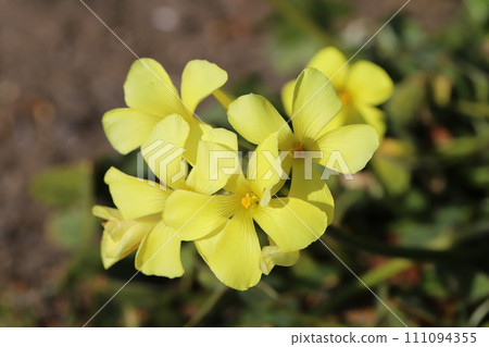 Yellow oxalis flowers blooming in the winter garden Yellow oxalis flowers blooming in the winter garden 111094355