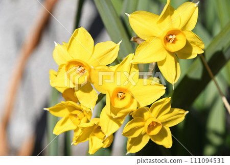 Kizuysen (Yellow Daffodils) Kizuysen (Yellow Daffodils) 111094531