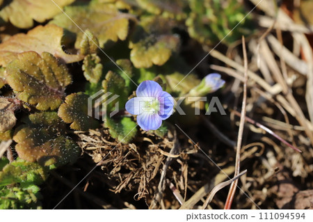 Blue flowers of Persian speedwell blooming in the field in early spring Blue flowers of Persian speedwell blooming in the field in early spring 111094594