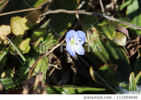 開花在領域的波斯speedwell藍色花在早春 111094606