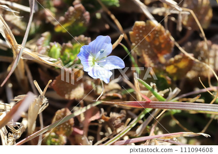 Blue flowers of Persian speedwell blooming in the field in early spring Blue flowers of Persian speedwell blooming in the field in early spring 111094608